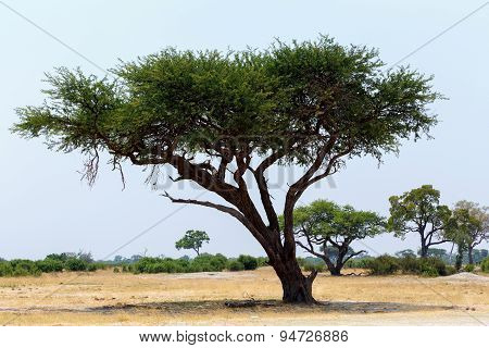 Large Acacia Tree In The Open Savanna Plains Africa