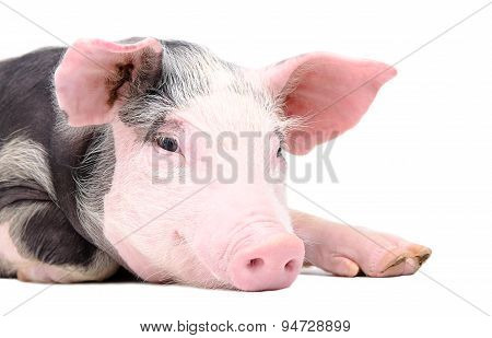 Portrait of the cute pig