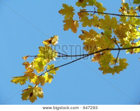Giallo foglie blu cielo