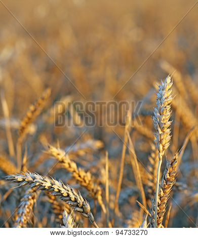Mature Ears Of Wheat In The Field In Summer