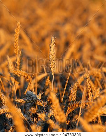 Mature Ears Of Wheat In The Field In Summer