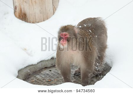 Winter Snow Monkey