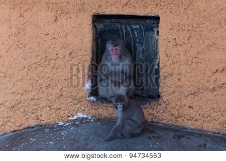 Winter Snow Monkey
