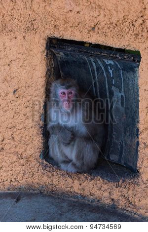Winter Snow Monkey