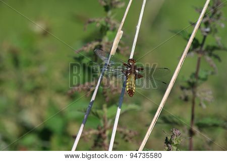 Broad-Bodied Chaser (Libellula depressa)