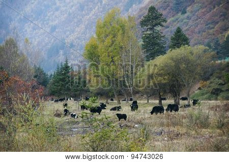 China Sichuan Aba road scenery