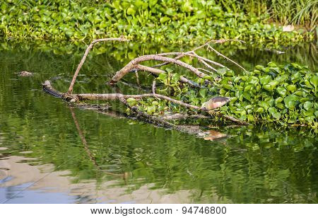 Birds Eat The Fish In The Water