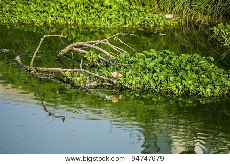 Birds Eat The Fish In The Water