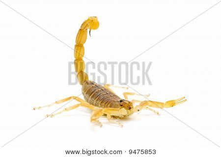 Scorpion