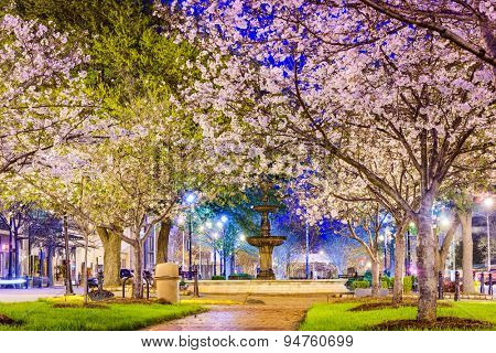 Macon, Georgia, USA downtown with spring cherry blossoms.