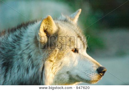 Lobo