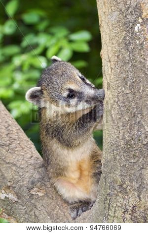 South American Coati (nasua Nasua) Baby