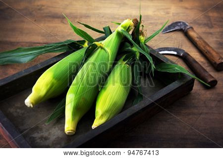 Fresh harvested corns with husk on grungy harvesting table. harvesting sickle in background.