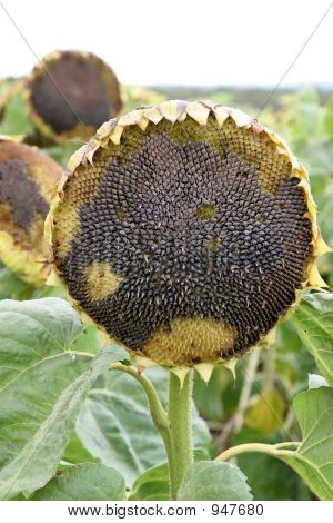 Dying Sunflower