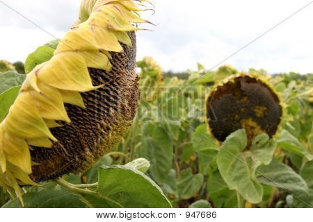 Crumpled Sunflowers