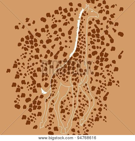 african giraffe, animal from safari