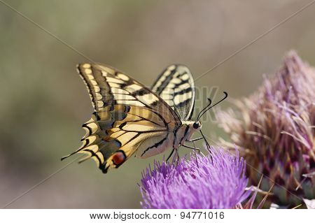 Close up butterfly.