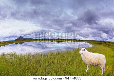 White Icelandic sheep grazing in the meadow. Summer Iceland. Small lake surrounded by green fields