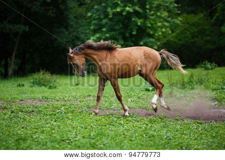 Running Young Foal