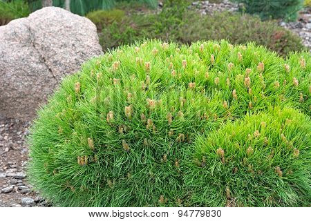 Dwarf Pine. Landscaping Element.
