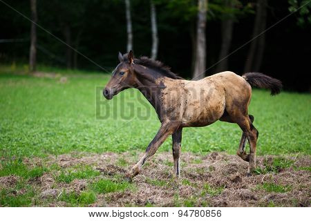 Running Young Foal