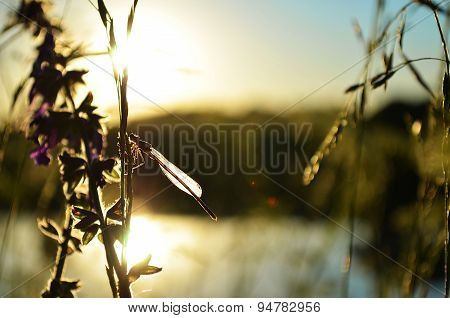 Dragonfly On The Grass.