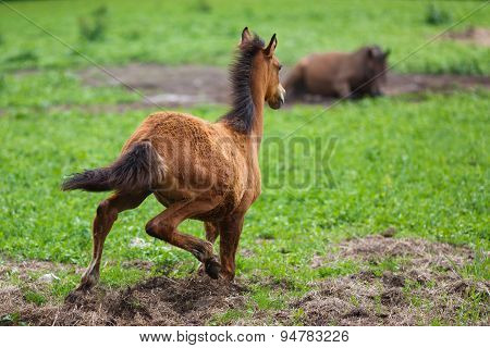 Running Young Foal