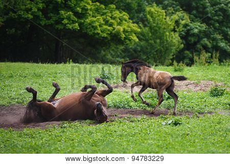 Foal Horse With Her Mother