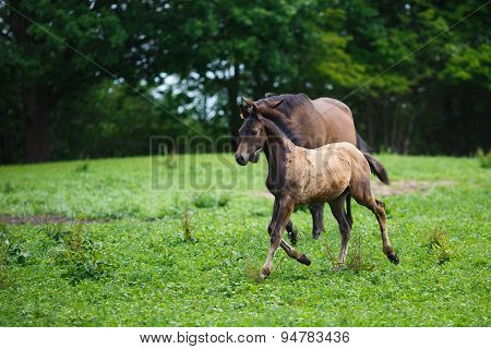 Foal Horse With Her Mother