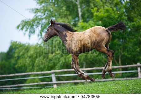 Running Young Foal