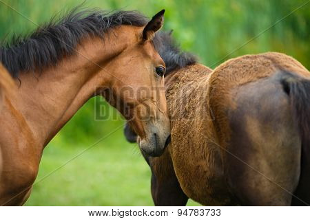 Foal Horse With Her Mother