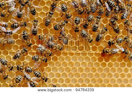 Bees On Honey Cells