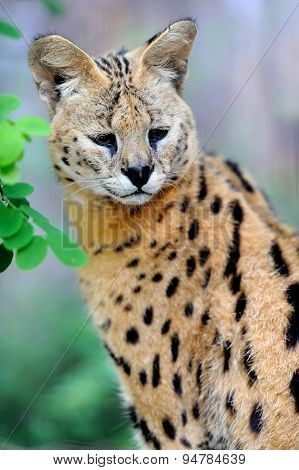 Serval