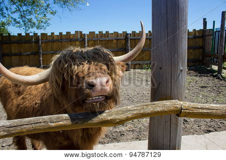Big Bull Horns