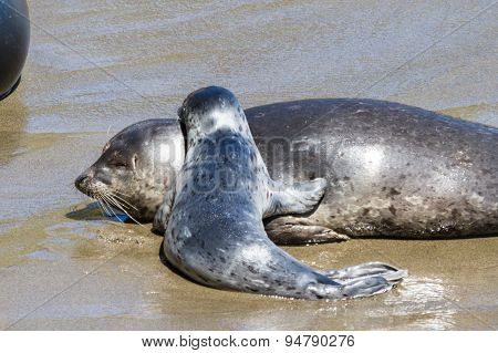 Baby Seal And Its Mother