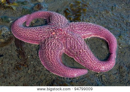Five Legged Sea Star With Legs Touching