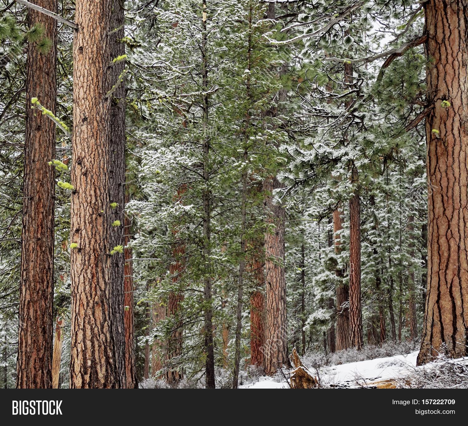 Ponderosa Pines Image & Photo (Free Trial) Bigstock
