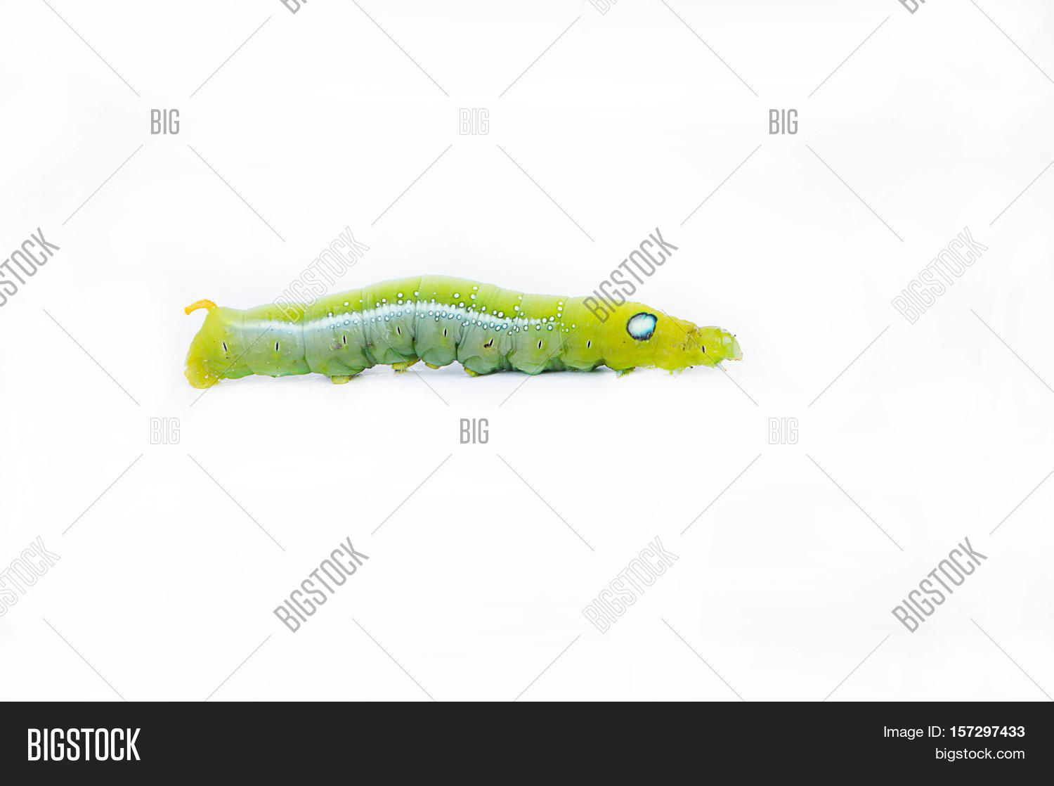 Green Worm On White Image & Photo (Free Trial) Bigstock