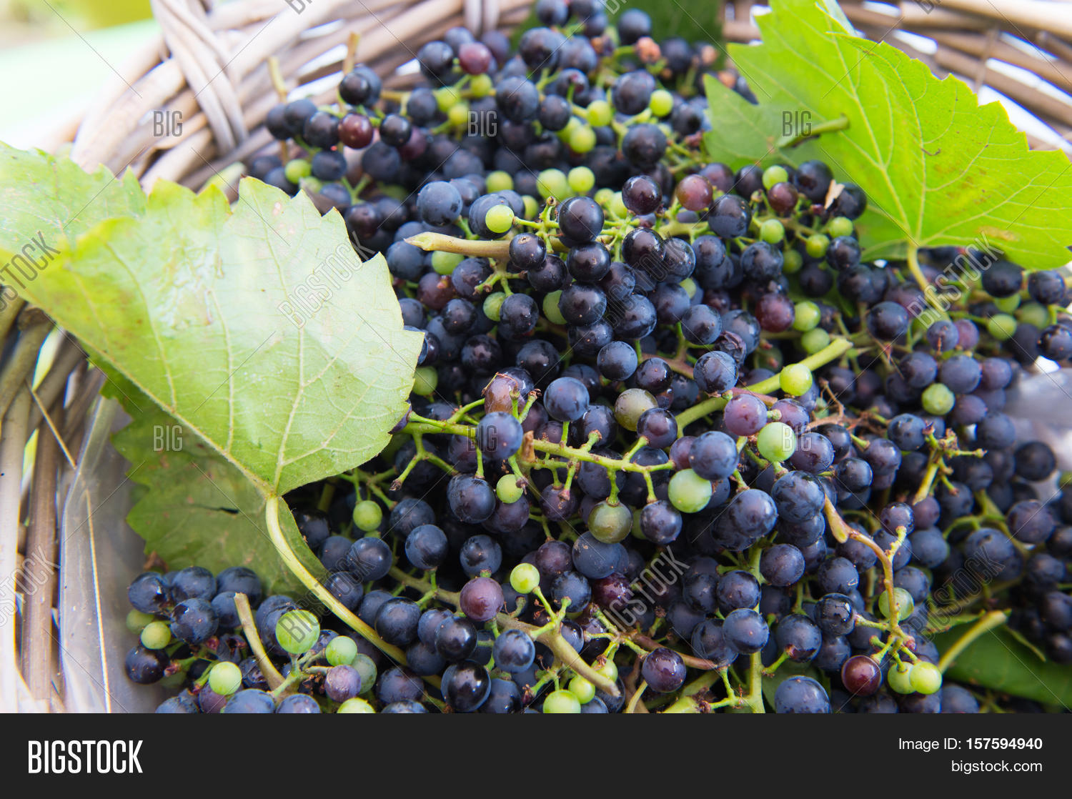 Harvesting Blue Grapes Image & Photo (Free Trial) Bigstock