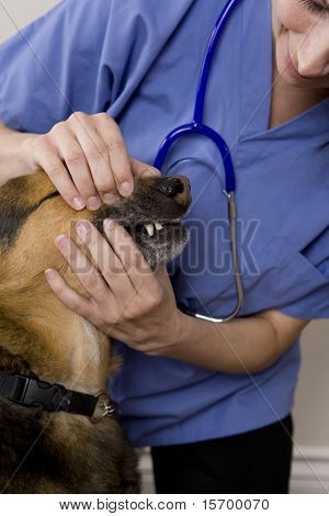 En sød hund får en check på euds kontor