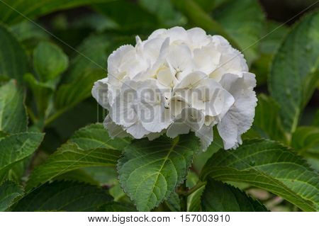 White hydrangea Hydrangea Latin belong to the genus hydrangeaceae lat. Hydrangeaceae.
