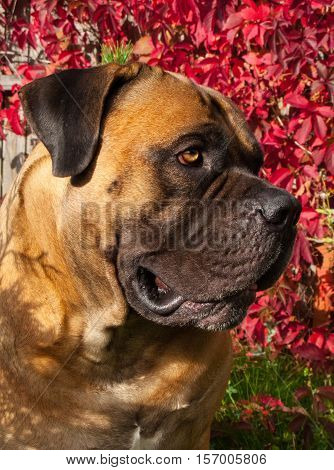 Red on red. Closeup portrait of a beautiful dog breed South African Boerboel