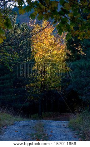 Tiravento Mount Premilcuore Forli forest agricultural heritage riding mountain bike in the Casentin Forest in Romagna