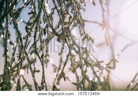 Icy freezing tree branches close up against the sunlight. Sparkling ice in the sunshine. Winter concept.