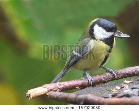 bird coalmouse on branch, green tree background
