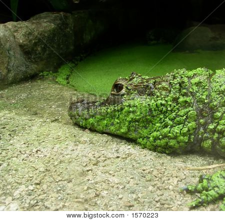 Caiman ฉัน
