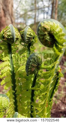 Growing fern leafs in springtime. Fern field in the forest.