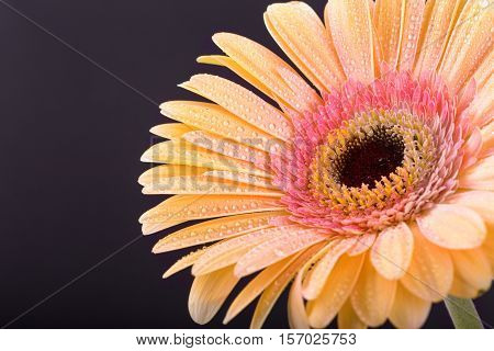 Уellow Gerbera Flower. Drops Of Dew. Macro. On A Black Background