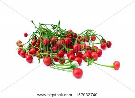 Solanum trilobatum group on white background ,