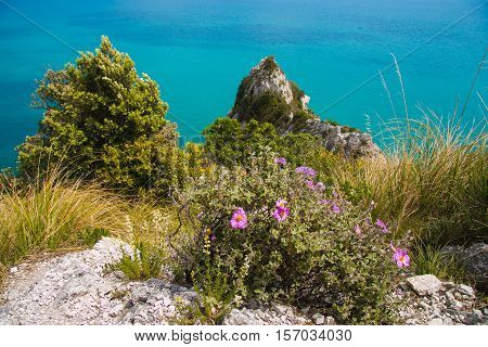 Flowers on Passo del Lupo pathway in the marches region